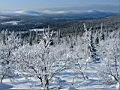 фото Ольги Куприенко