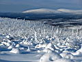 фото Ольги Куприенко